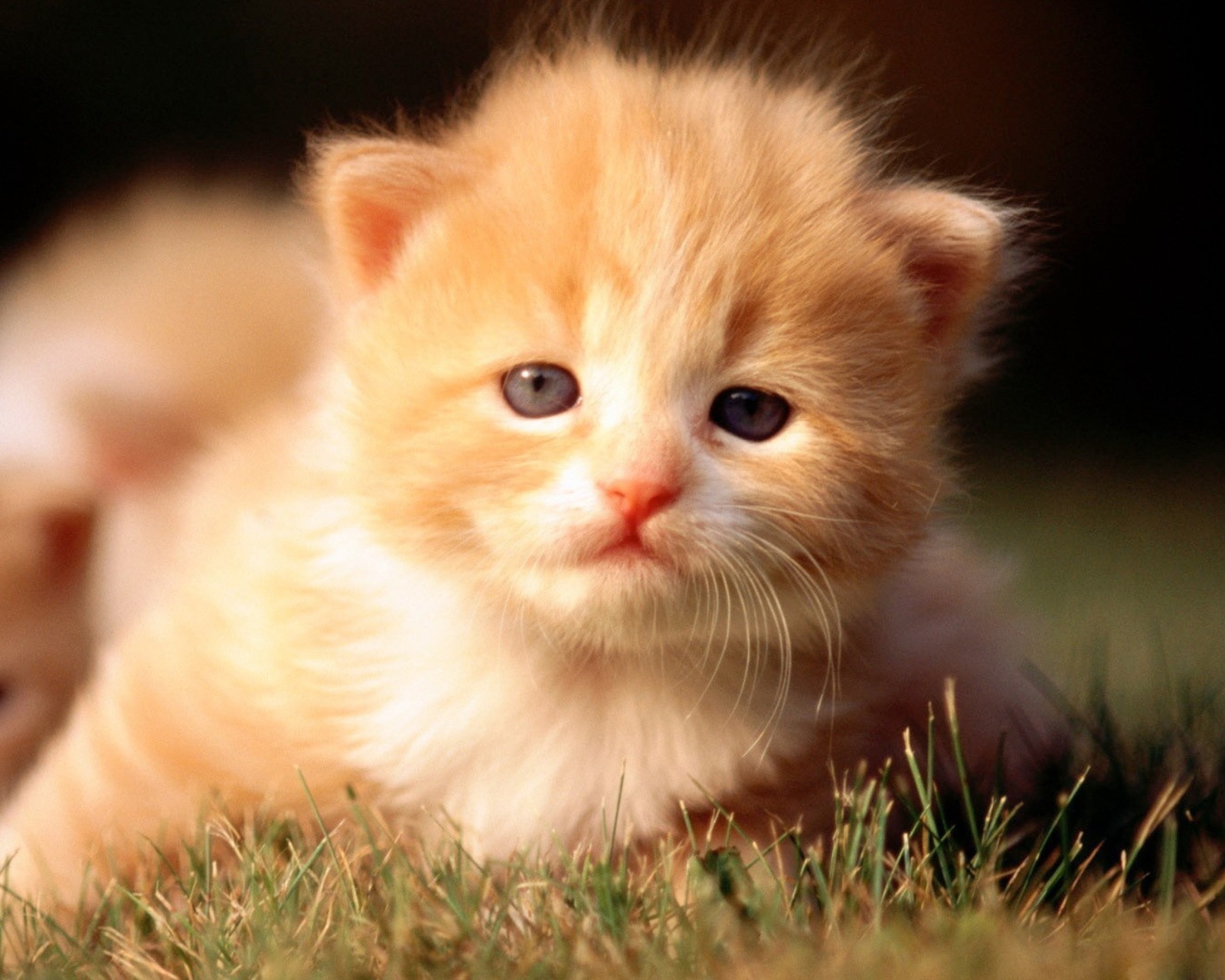 Sfondi Cute Little Kitten 1600x1280
