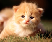 Screenshot №1 pro téma Cute Little Kitten 176x144