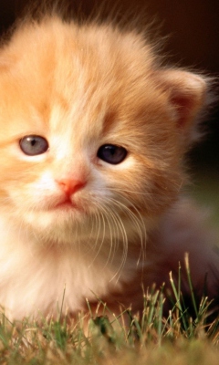 Screenshot №1 pro téma Cute Little Kitten 240x400
