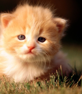 Cute Little Kitten - Fondos de pantalla gratis para Nokia Asha 309