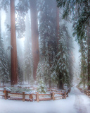Screenshot №1 pro téma Sequoia in Winter 128x160