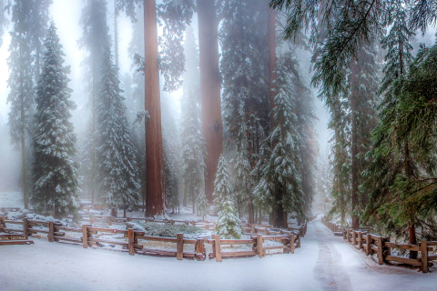 Sequoia in Winter wallpaper 480x320