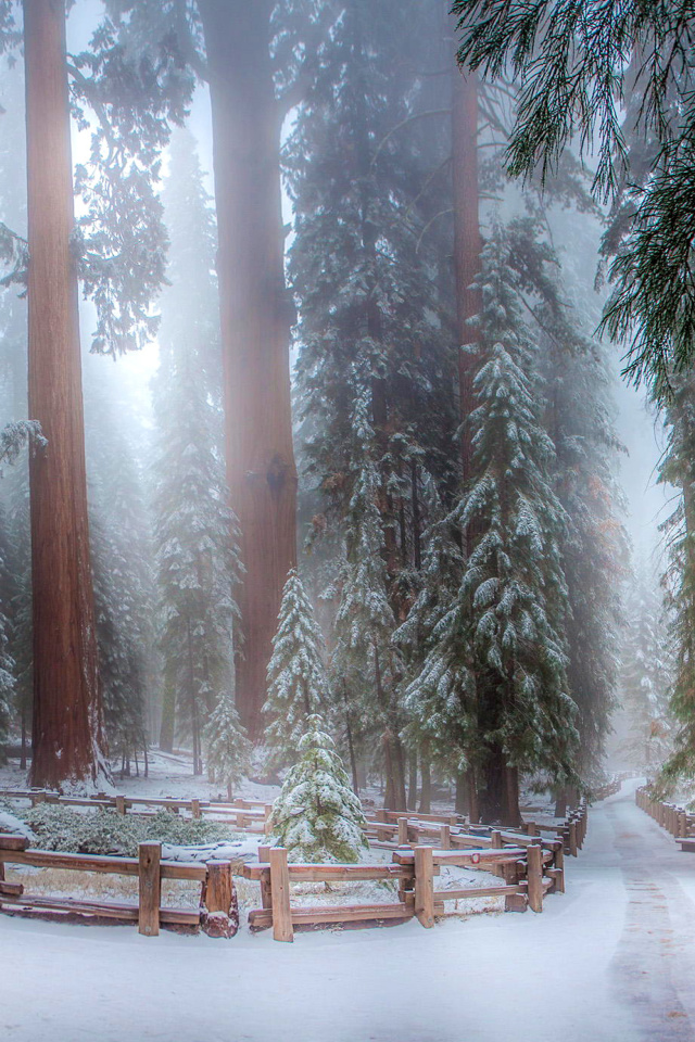 Fondo de pantalla Sequoia in Winter 640x960