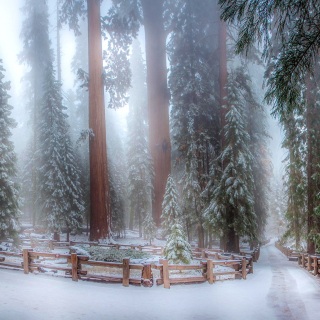 Sequoia in Winter papel de parede para celular para 1024x1024