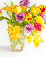 Das Fresh Spring Tulips Wallpaper 176x220