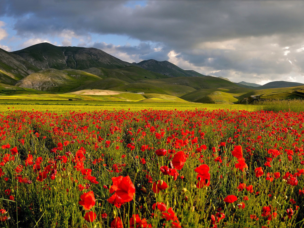 Обои Poppy Field 1024x768