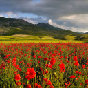 Fondo de pantalla Poppy Field 128x128