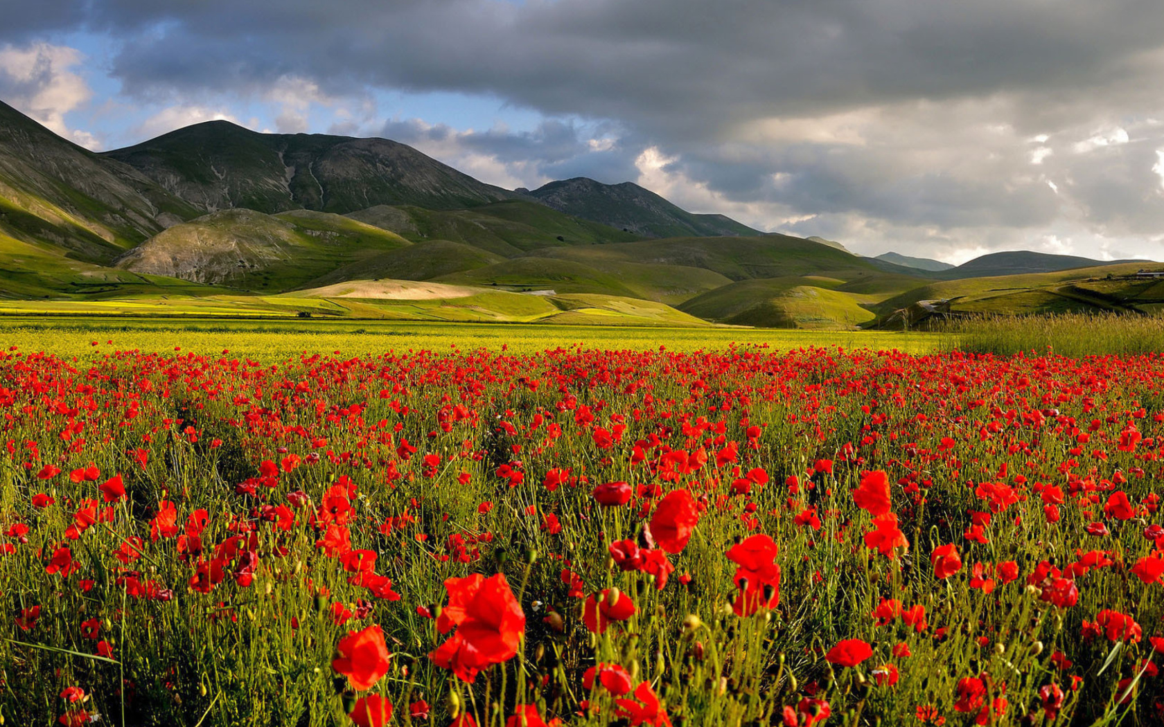 Poppy Field wallpaper 1680x1050