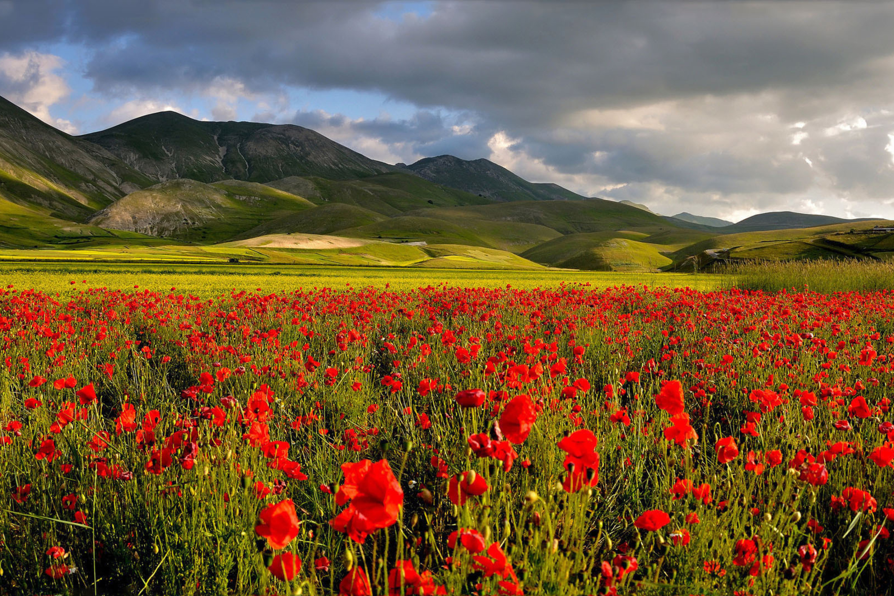 Screenshot №1 pro téma Poppy Field 2880x1920