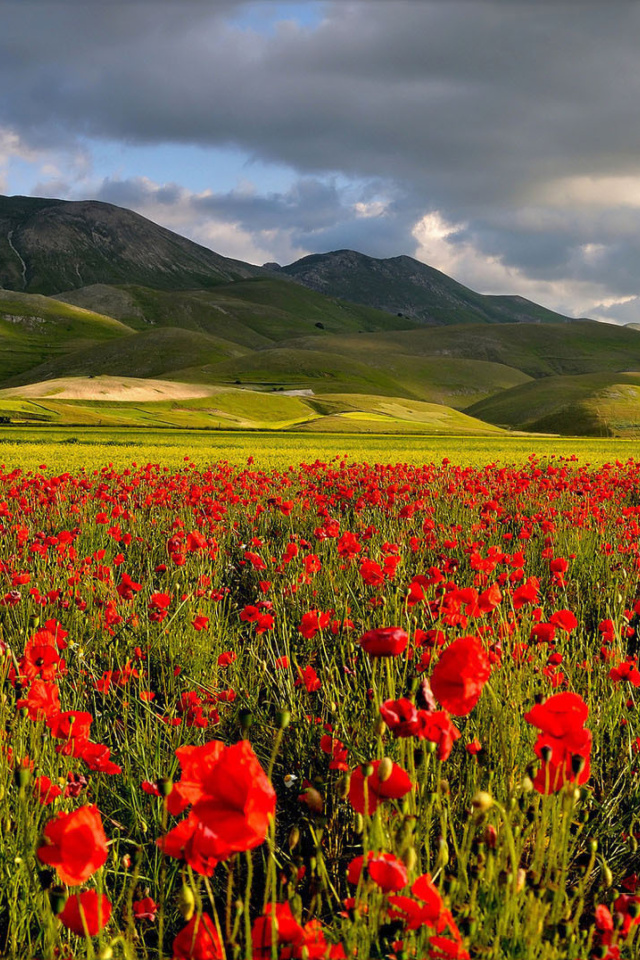 Poppy Field wallpaper 640x960