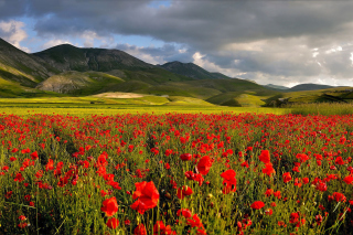 Poppy Field Background for Android, iPhone and iPad