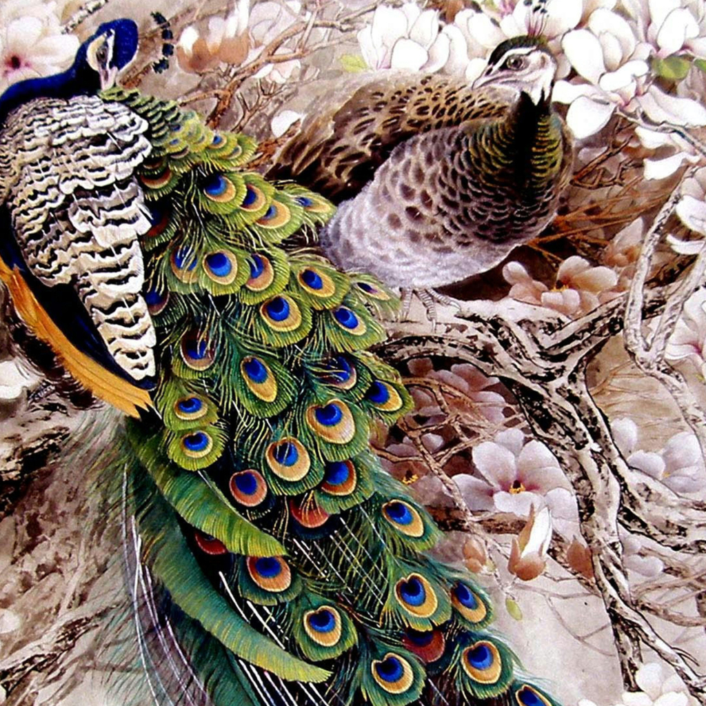 Обои Peacock Painting 1024x1024