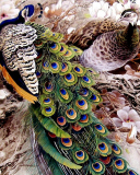 Peacock Painting screenshot #1 128x160