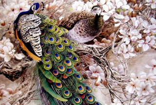 Peacock Painting - Obrázkek zdarma 