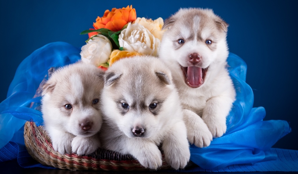 Das Husky Puppies Wallpaper 1024x600