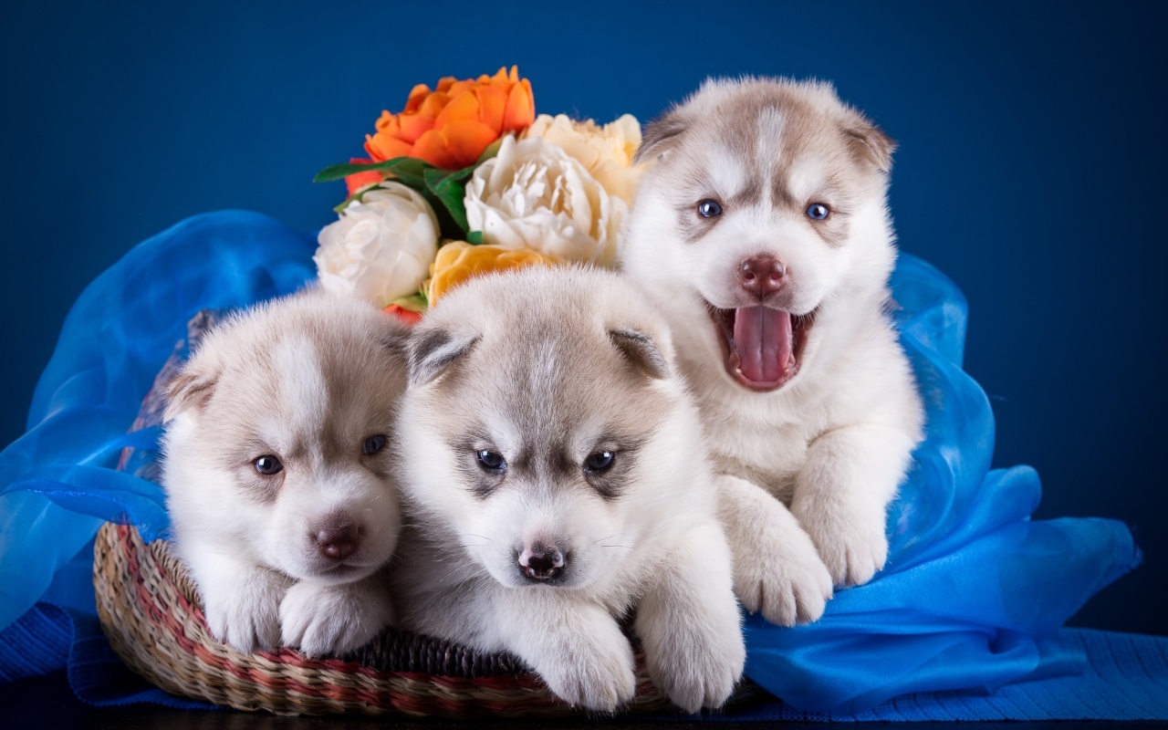 Das Husky Puppies Wallpaper 1280x800
