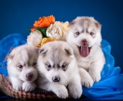 Husky Puppies wallpaper 176x144