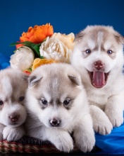 Das Husky Puppies Wallpaper 176x220