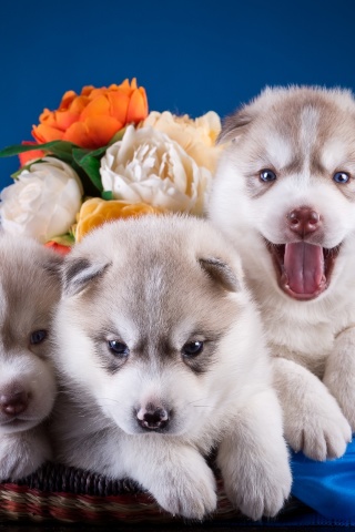 Husky Puppies wallpaper 320x480