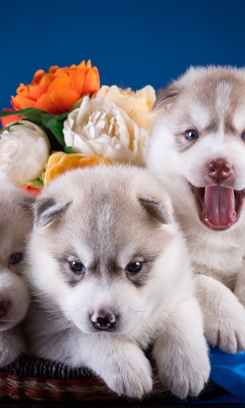 Das Husky Puppies Wallpaper 480x800