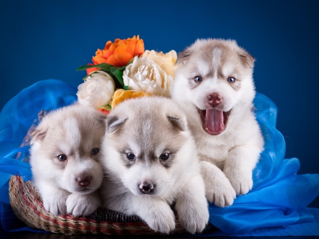 Das Husky Puppies Wallpaper 640x480