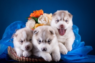 Husky Puppies Background for Android, iPhone and iPad
