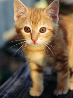 Das Little Ginger Kitten Wallpaper 240x320