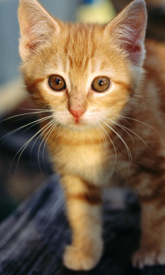 Little Ginger Kitten wallpaper 240x400