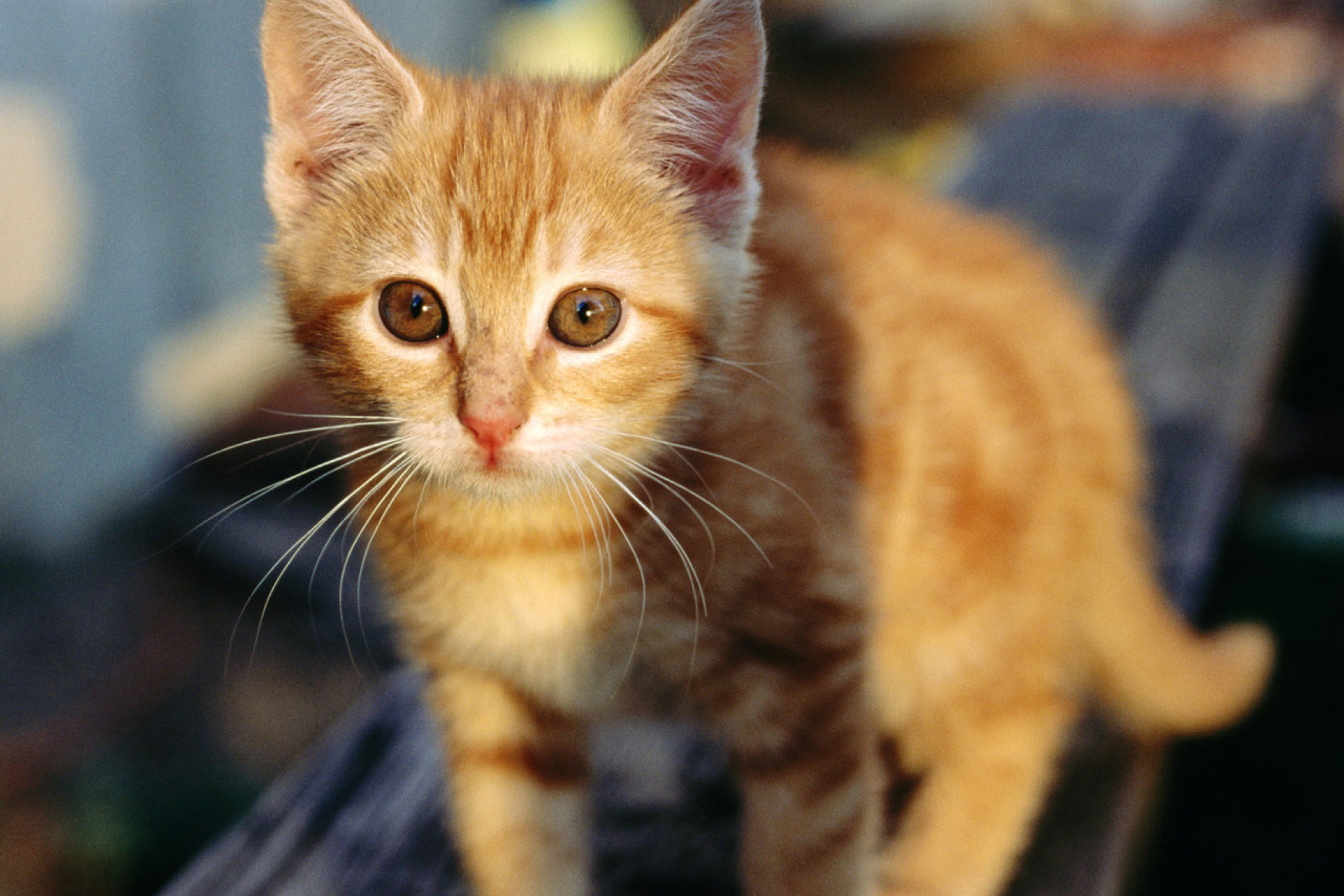 Sfondi Little Ginger Kitten 2880x1920