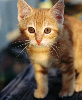 Little Ginger Kitten Background for 768x1280