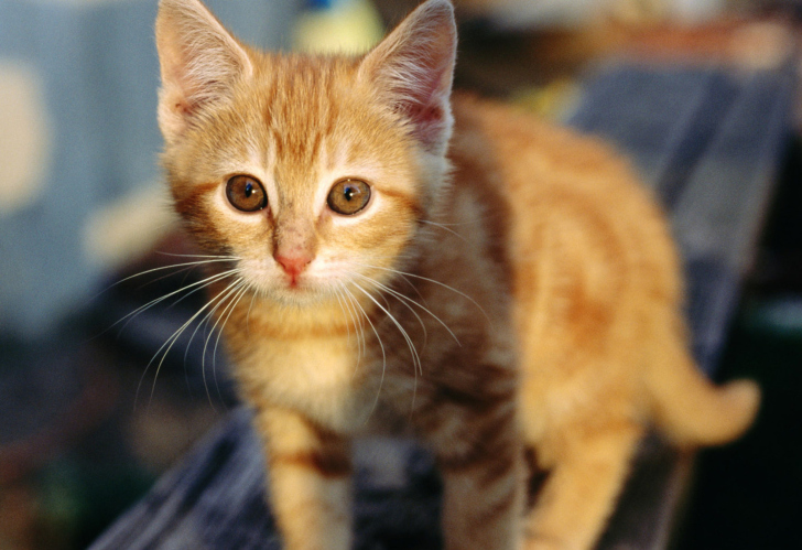 Little Ginger Kitten wallpaper