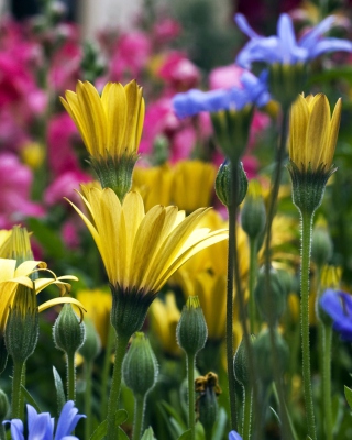 Vail Flowers In Colorado - Obrázkek zdarma pro iPhone 8