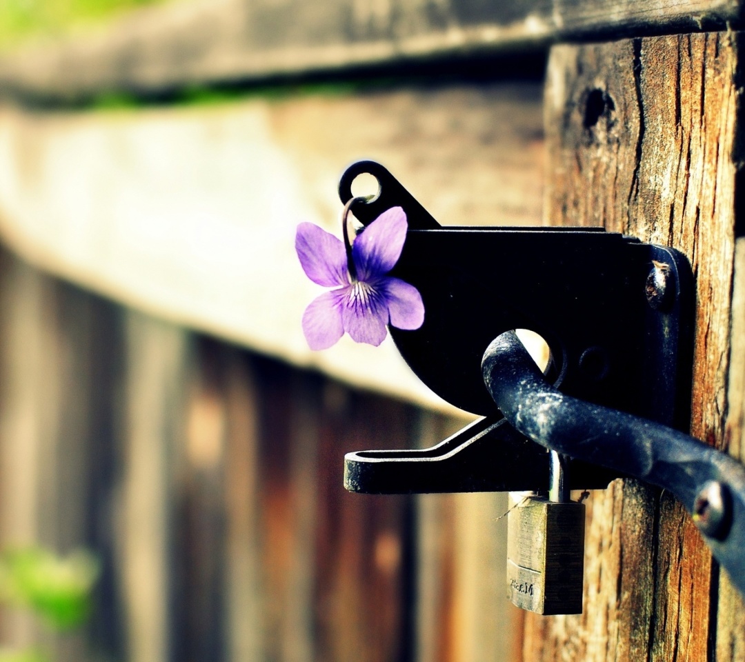 Flowers on the fence wallpaper 1080x960