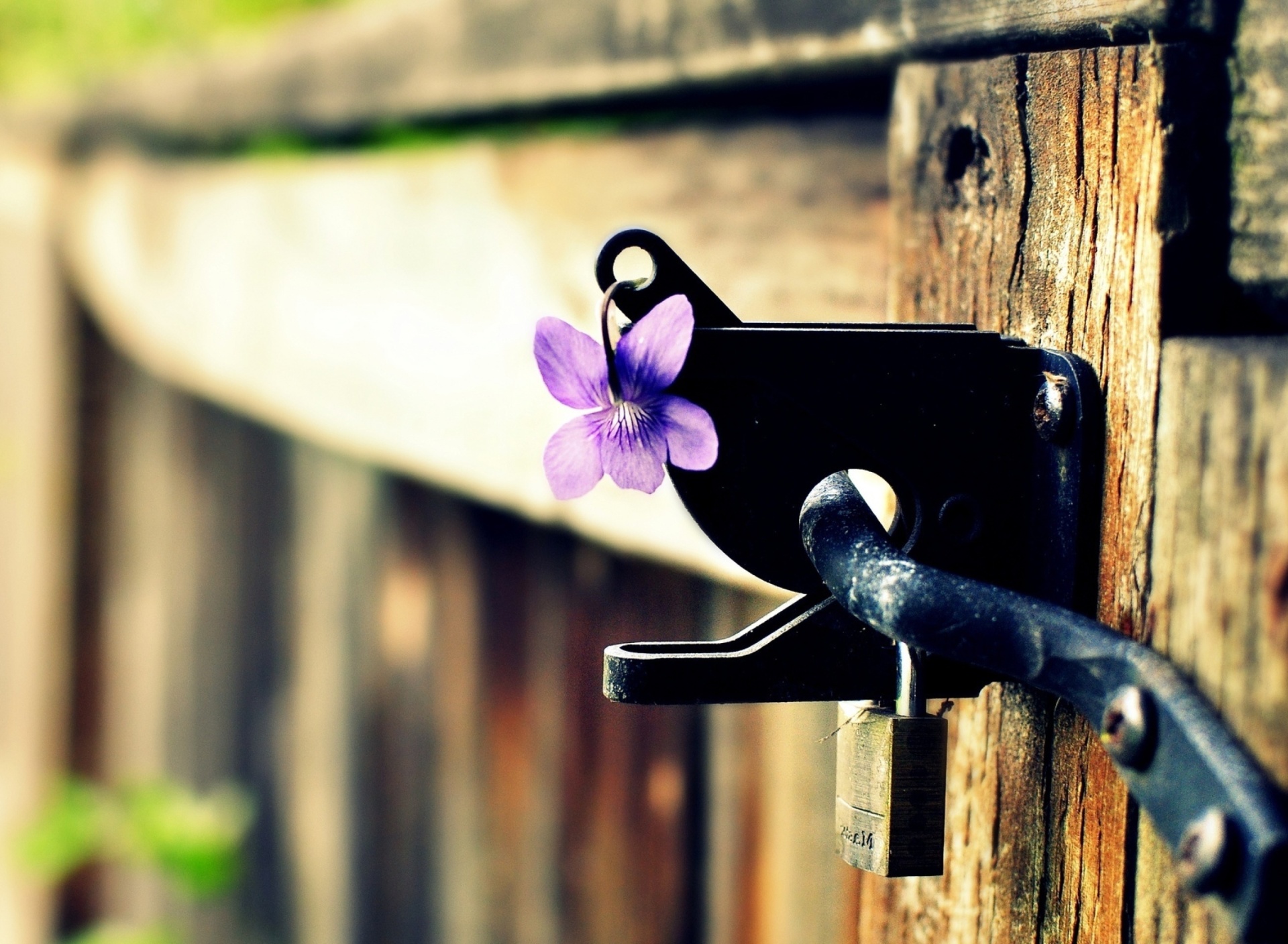 Flowers on the fence wallpaper 1920x1408