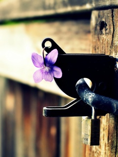 Flowers on the fence wallpaper 240x320