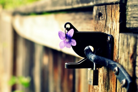 Flowers on the fence wallpaper 480x320