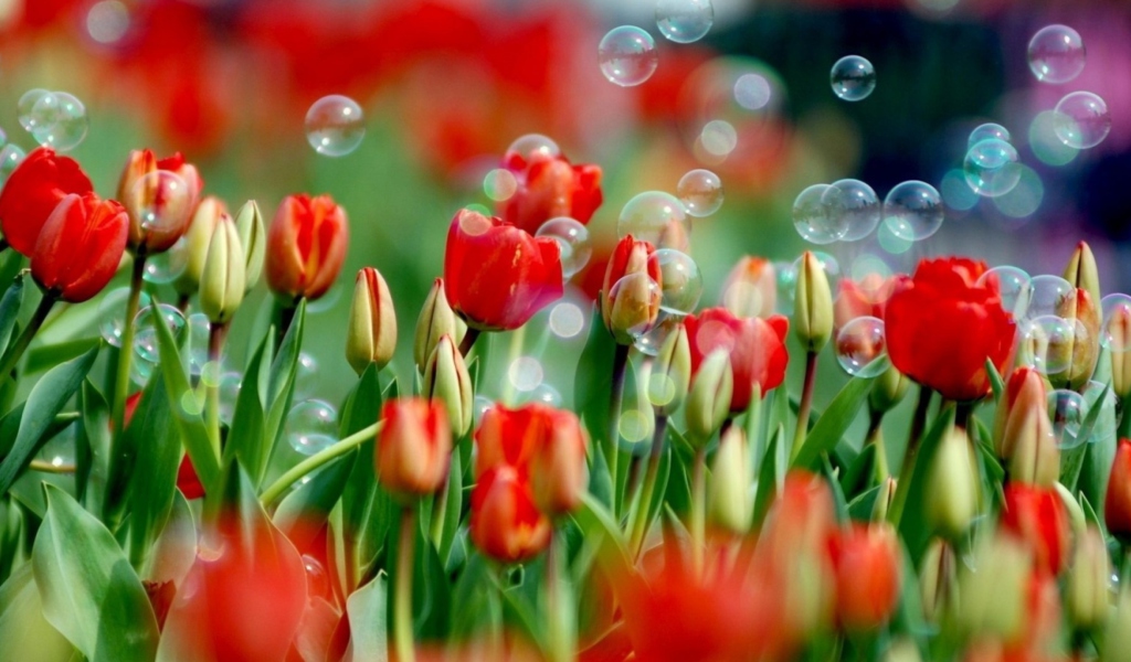 Screenshot №1 pro téma Red Tulips And Bubbles 1024x600