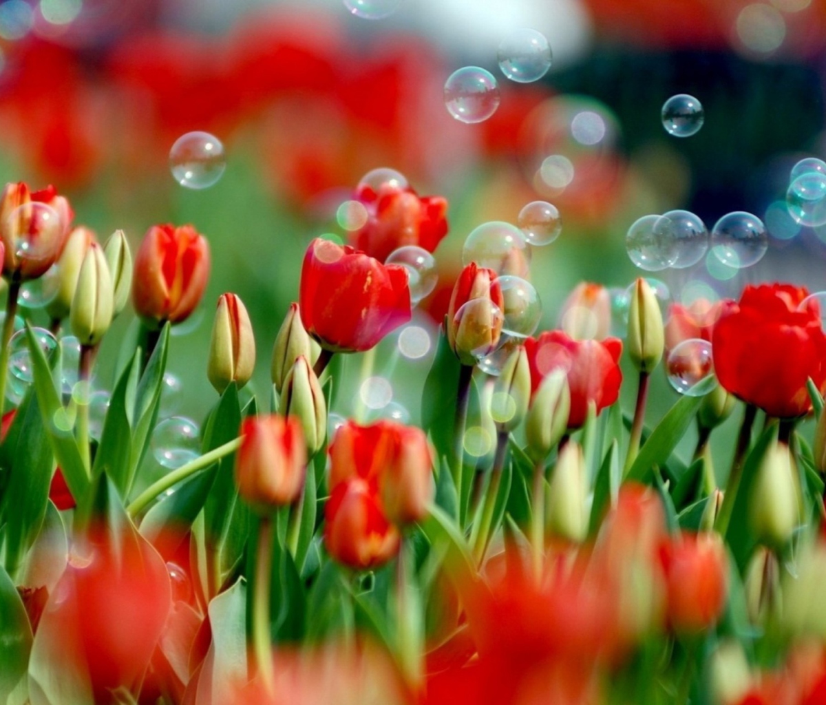 Screenshot №1 pro téma Red Tulips And Bubbles 1200x1024
