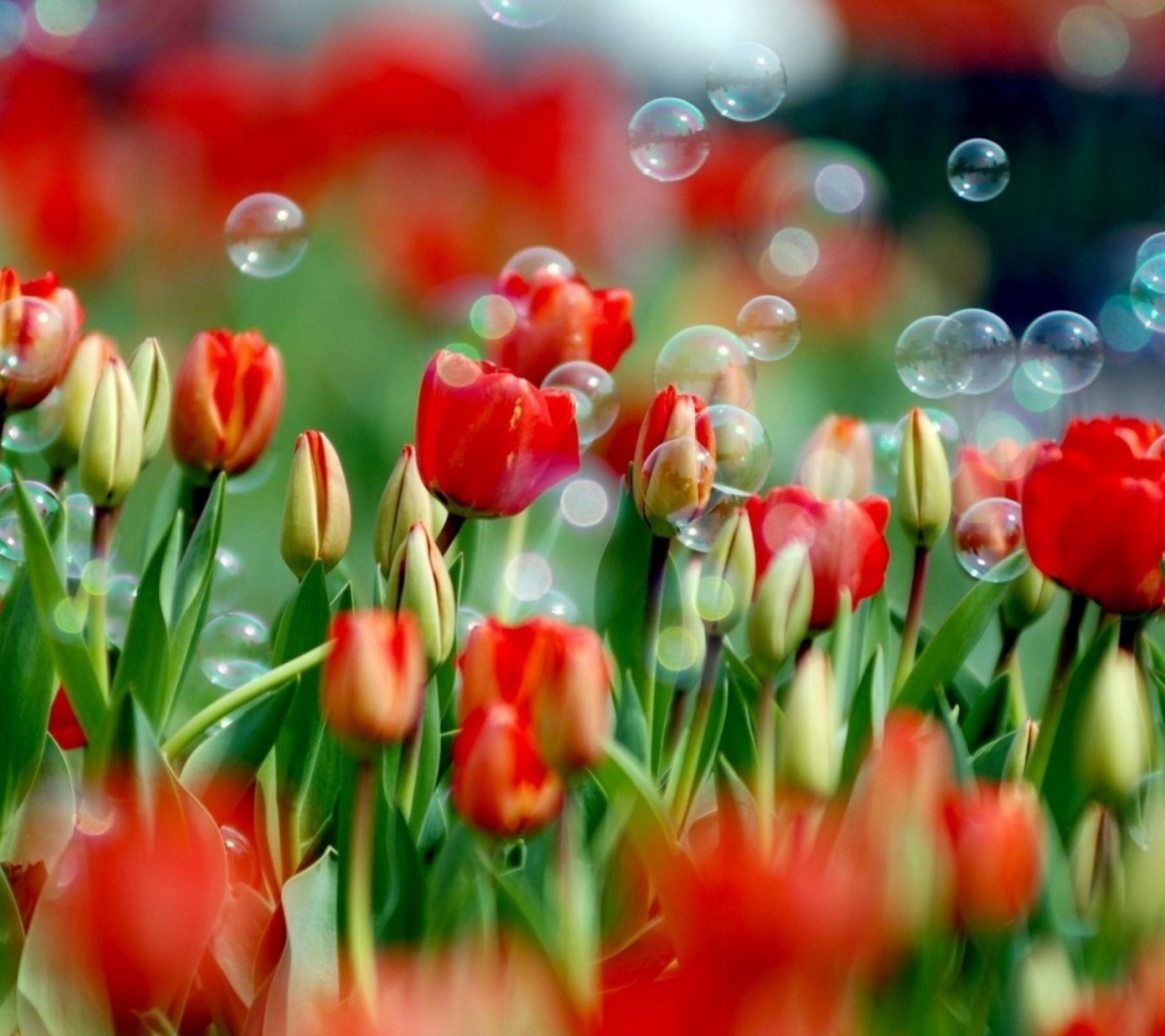 Screenshot №1 pro téma Red Tulips And Bubbles 1440x1280