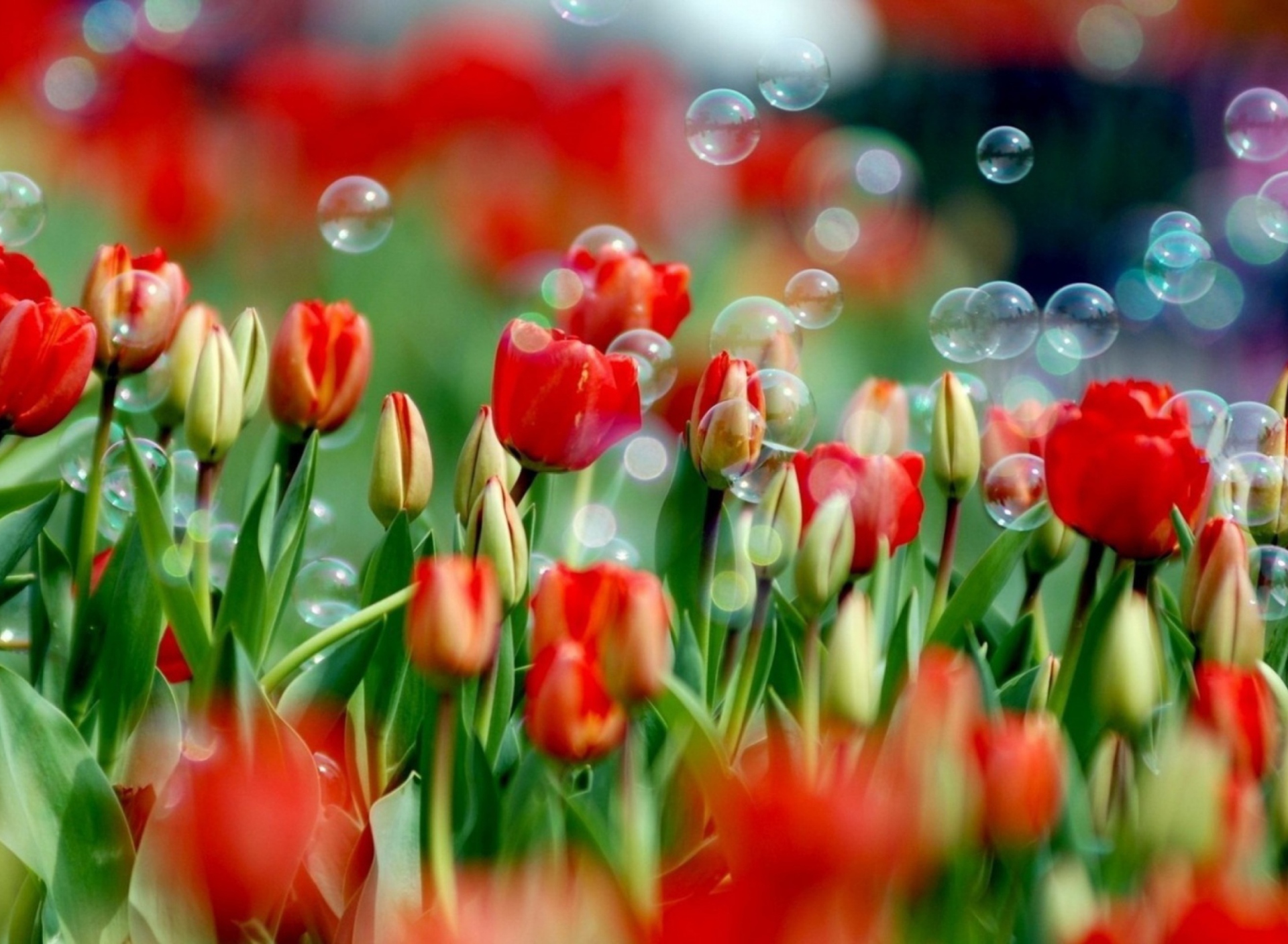 Das Red Tulips And Bubbles Wallpaper 1920x1408