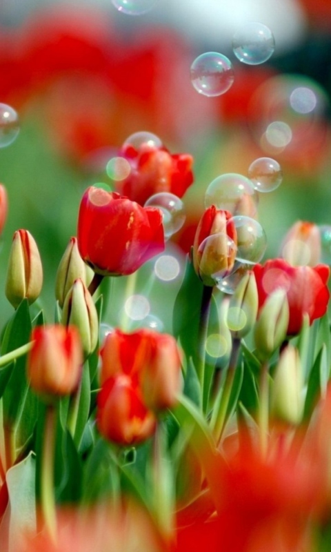 Screenshot №1 pro téma Red Tulips And Bubbles 480x800