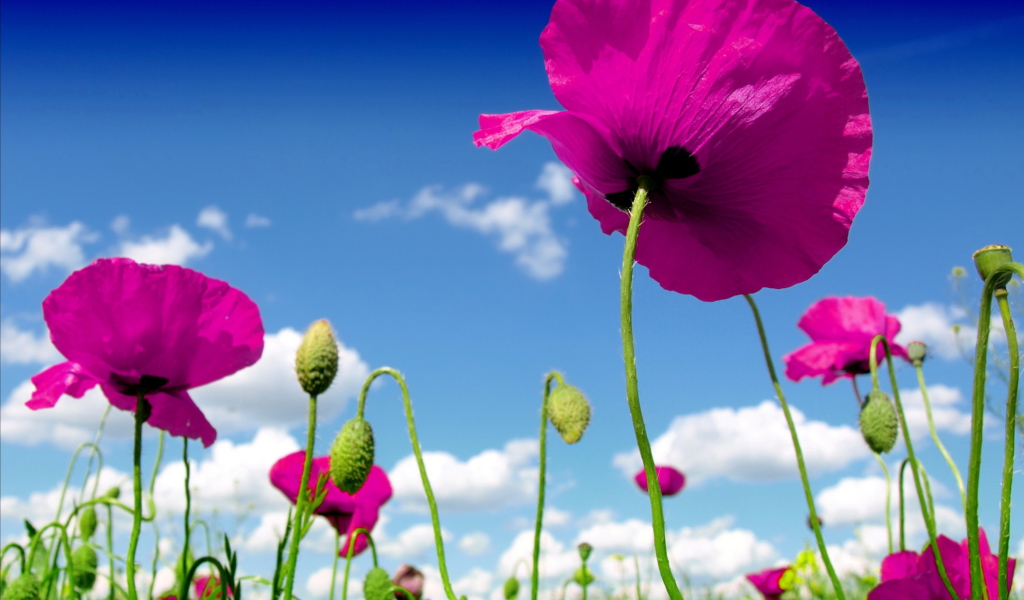 Das Poppy Field Wallpaper 1024x600