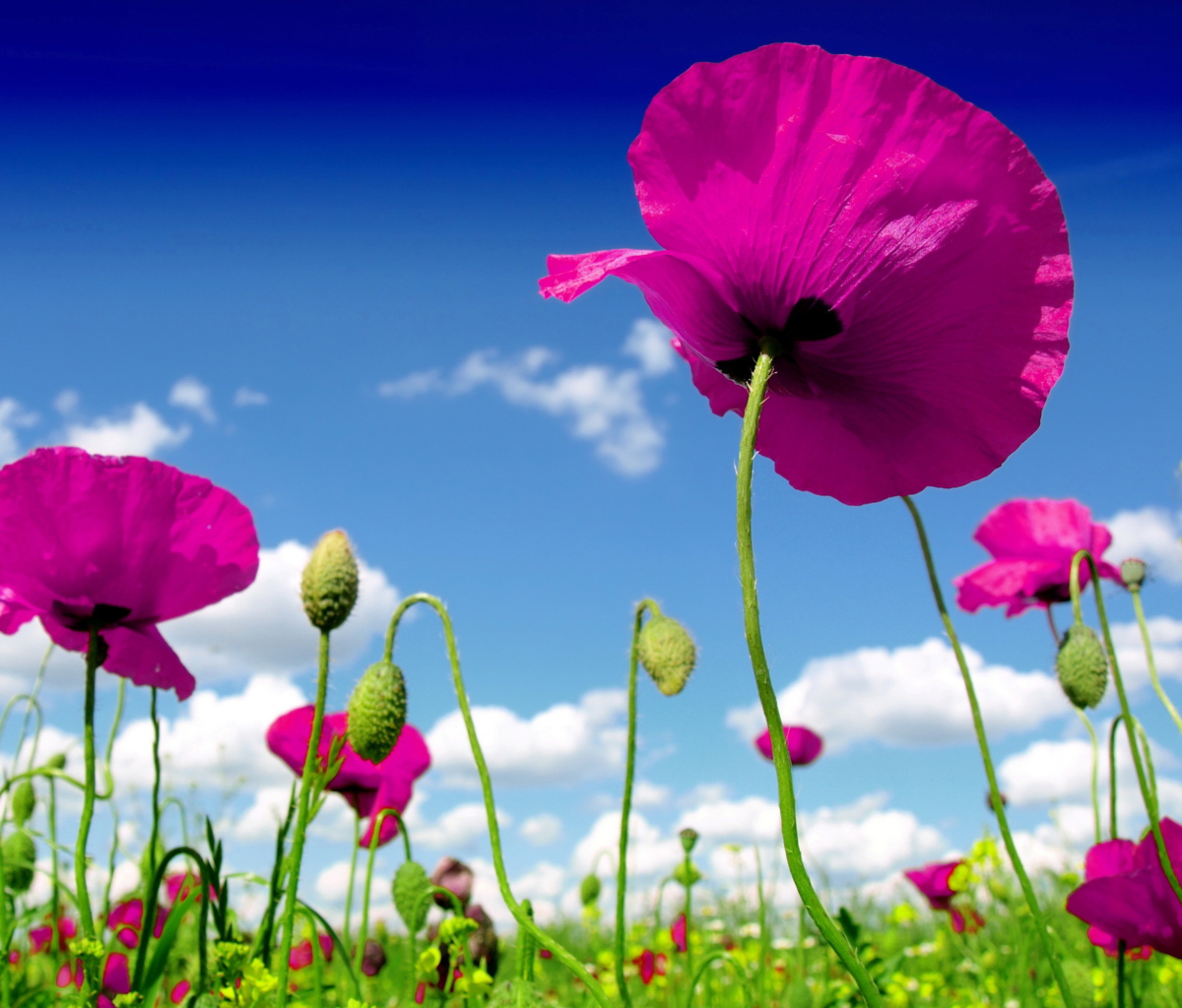 Fondo de pantalla Poppy Field 1200x1024