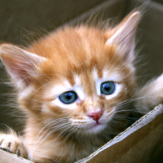Free Uber Kittens Picture for iPad mini