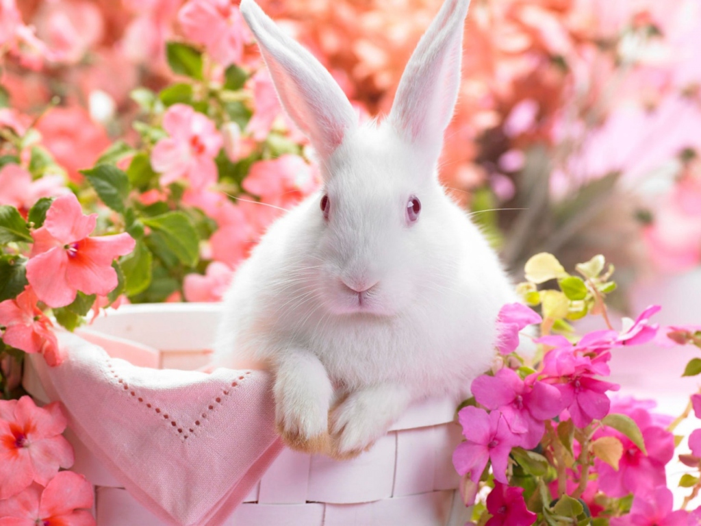 Spring Rabbit wallpaper 1024x768