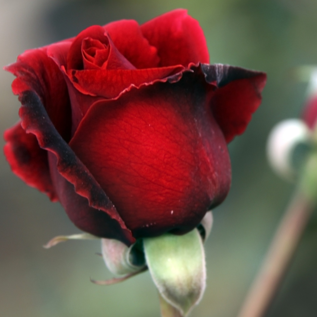 Screenshot №1 pro téma Gorgeous Red Rose 1024x1024