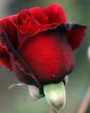 Gorgeous Red Rose wallpaper 128x160
