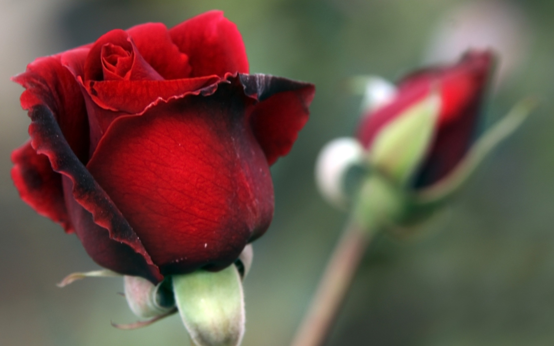 Screenshot №1 pro téma Gorgeous Red Rose 1920x1200