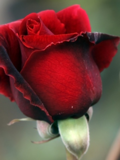 Das Gorgeous Red Rose Wallpaper 240x320