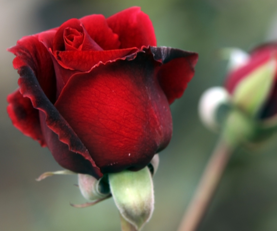 Das Gorgeous Red Rose Wallpaper 960x800